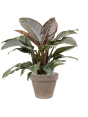 Philodendron `Imperial Red' in Terra Cotta Grond (Vulkastrat)