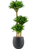 Dracaena fragrans 'Compacta' in Grigio Hydrocultuur