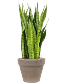 Sansevieria zeylanica in Terra Cotta Grond (Vulkastrat)