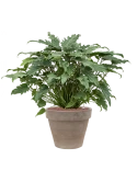 Philodendron 'Xanadu' in Terra Cotta Hydrocultuur