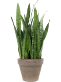 Sansevieria zeylanica in Terra Cotta Hydrocultuur