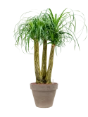 Beaucarnea recurvata in Terra Cotta Hydrocultuur