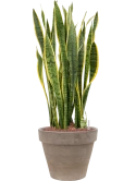 Sansevieria trifasciata 'Laurentii' in Terra Cotta Hydrocultuur