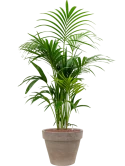 Kentia (Howea) forsteriana in Terra Cotta Hydrocultuur
