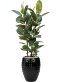Ficus elastica 'Robusta' in Laos Grond (Vulkastrat) Grond (Vulkastrat)