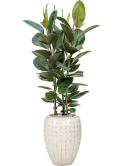Ficus elastica 'Robusta' in Laos Grond (Vulkastrat) Grond (Vulkastrat)