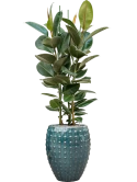 Ficus elastica 'Robusta' in Laos Grond (Vulkastrat) Grond (Vulkastrat)