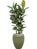 Ficus elastica 'Robusta' in Laos Grond (Vulkastrat) Grond (Vulkastrat)