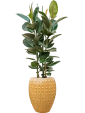 Ficus elastica 'Robusta' in Laos Grond (Vulkastrat) Grond (Vulkastrat)
