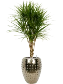 Dracaena marginata in Laos Grond (Vulkastrat) Grond (Vulkastrat)