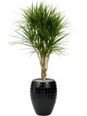 Dracaena marginata in Laos Grond (Vulkastrat)