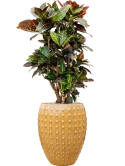 Croton (Codiaeum) variegatum 'Petra' in Laos Grond (Vulkastrat)