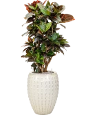 Croton (Codiaeum) variegatum 'Petra' in Laos Grond (Vulkastrat)