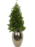 Laurus nobilis in Laos Grond outdoor met Boomschors