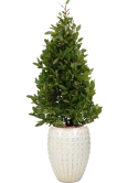 Laurus nobilis in Laos Grond outdoor met Boomschors