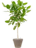 Ficus benghalensis 'Audrey' in Terra Cotta Grond (Vulkastrat) Grond (Vulkastrat)