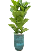 Ficus lyrata in Pure Grond (Vulkastrat)