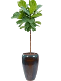 Ficus lyrata in Mystic Hydrocultuur