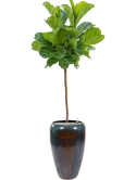 Ficus lyrata in Mystic Grond (Vulkastrat)