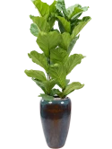 Ficus lyrata in Mystic Grond (Vulkastrat)