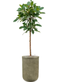 Ficus cyathistipula in Baq Vertical Rib Grond (Vulkastrat) Grond (Vulkastrat)