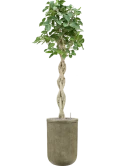 Ficus benghalensis 'Audrey' in Baq Vertical Rib Grond (Vulkastrat)
