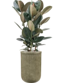 Ficus elastica 'Abidjan' in Baq Vertical Rib Grond (Vulkastrat) Grond (Vulkastrat)