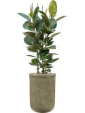 Ficus elastica 'Robusta' in Baq Vertical Rib Grond (Vulkastrat) Grond (Vulkastrat)