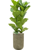 Ficus lyrata in Baq Vertical Rib Grond (Vulkastrat) Grond (Vulkastrat)