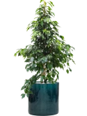 Ficus benjamina 'Danielle' in Cylinder Grond (Vulkastrat) Grond (Vulkastrat)
