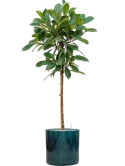 Ficus cyathistipula in Cylinder Grond (Vulkastrat)