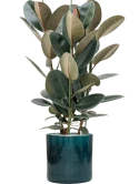 Ficus elastica 'Abidjan' in Cylinder Grond (Vulkastrat)