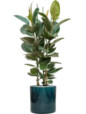 Ficus elastica 'Robusta' in Cylinder Grond (Vulkastrat)