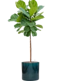 Ficus lyrata in Cylinder Hydrocultuur