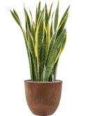 Sansevieria trifasciata 'Laurentii' in Artstone Grond (Vulkastrat) Grond (Vulkastrat)