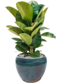 Ficus elastica 'Robusta' in Mystic Grond (Vulkastrat)