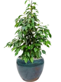 Ficus benjamina 'Danielle' in Mystic Grond (Vulkastrat)