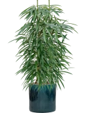 Ficus binnendijkii 'Alii' in Cylinder Hydrocultuur