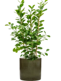 Ficus microcarpa 'Moclame' in Cylinder Grond (Vulkastrat)