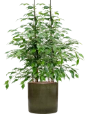 Ficus benjamina 'Danita' in Cylinder Hydrocultuur