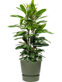 Ficus cyathistipula in Greenville Hydrocultuur