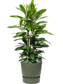Ficus cyathistipula in Greenville Grond (Vulkastrat)