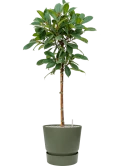 Ficus cyathistipula in Greenville Grond (Vulkastrat)