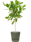 Ficus benghalensis 'Audrey' in Greenville Grond (Vulkastrat)
