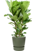 Ficus lyrata in Greenville Grond (Vulkastrat)