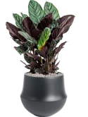 Calathea sanderiana in Fusion Grond (Vulkastrat) Grond (Vulkastrat)