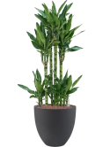 Dracaena fragrans 'Burundii' in Grigio Hydrocultuur
