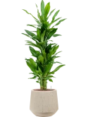 Dracaena fragrans 'Burundii' in Baq Raindrop Hydrocultuur