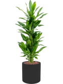 Dracaena fragrans 'Burundii' in Fiberstone Hydrocultuur