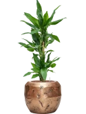Dracaena fragrans 'Burundii' in Baq Opus Raw Hydrocultuur